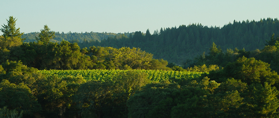 Beautiful Sonoma County Wine Country
